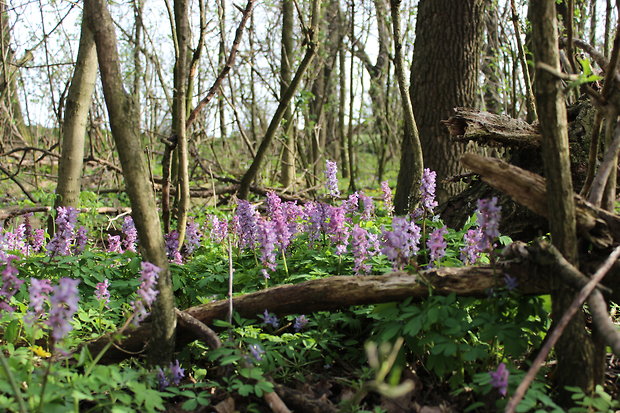 chochlačka dutá Corydalis cava (L.) Schweigg. et Körte