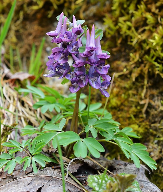 chochlačka plná Corydalis solida (L.) Clairv.