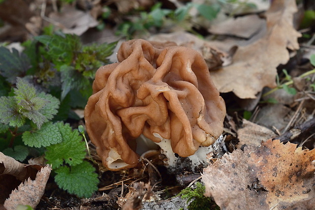 ušiak obrovský Gyromitra gigas (Krombh.) Cooke