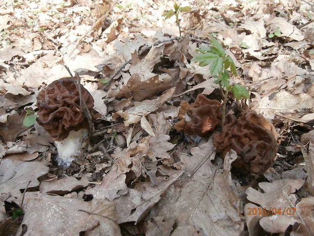 ušiak obrovský Gyromitra gigas (Krombh.) Cooke