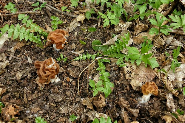 ušiak obrovský Gyromitra gigas (Krombh.) Cooke