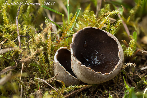 chriapač sosnový Helvella leucomelaena (Pers.) Nannf.