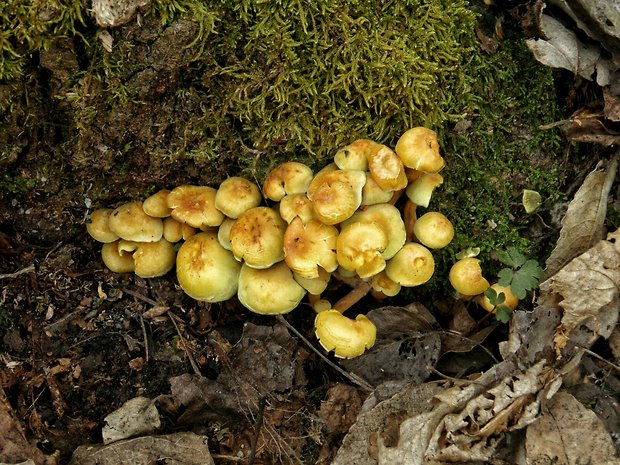 strapcovka zväzkovitá Hypholoma fasciculare (Huds.) P. Kumm.