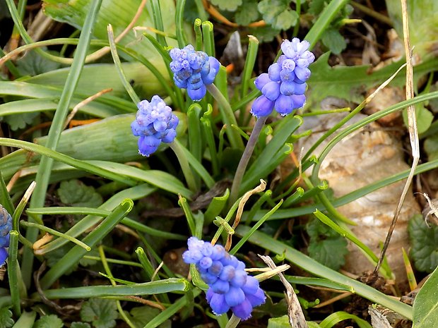 modrica Muscari sp.