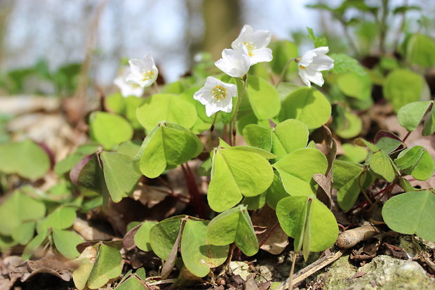 kyslička obyčajná Oxalis acetosella L.