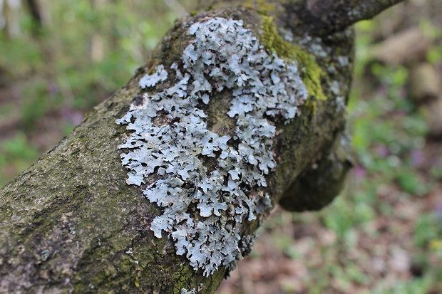 diskovka ryhovaná Parmelia sulcata Taylor