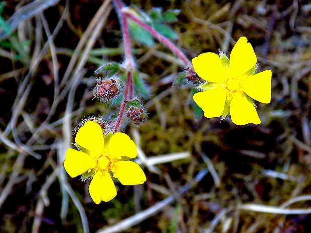 nátržník Potentilla sp.