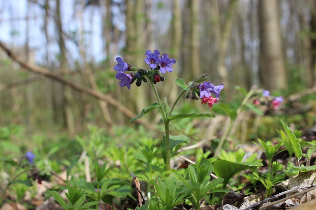 pľúcnik lekársky Pulmonaria officinalis L.