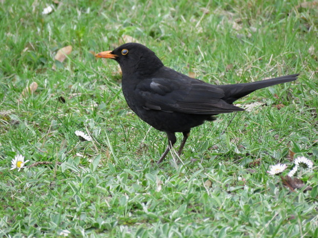 kos černý Turdus merula