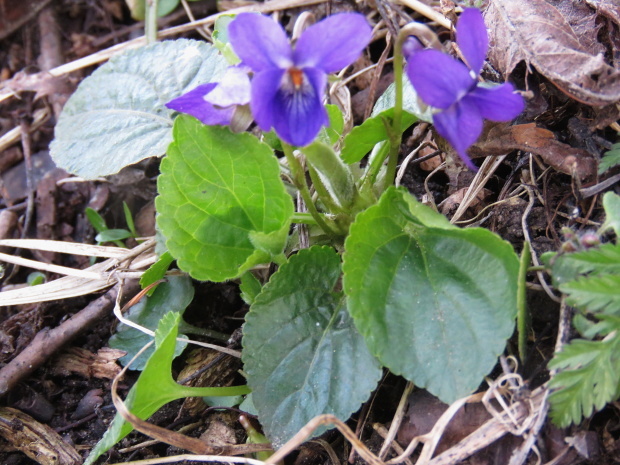 fialka voňavá Viola odorata L.