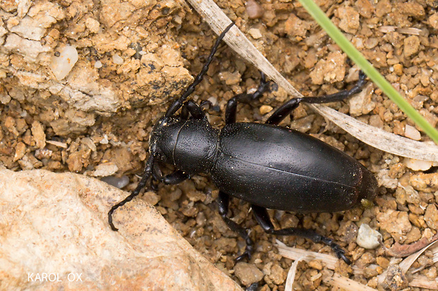 fuzáč čierny Carinatodorcadion aethiops