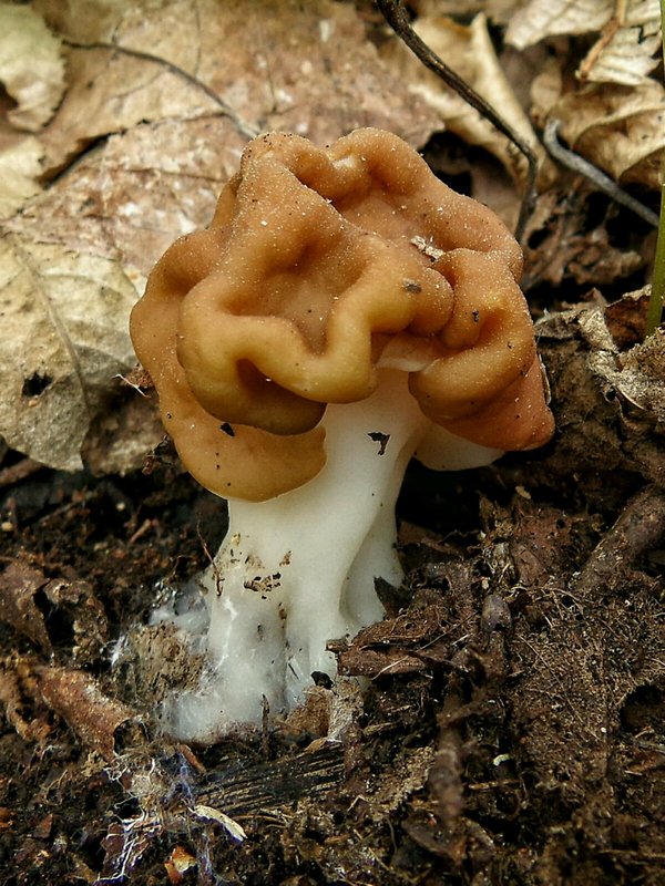 ušiak obrovský Gyromitra gigas (Krombh.) Cooke