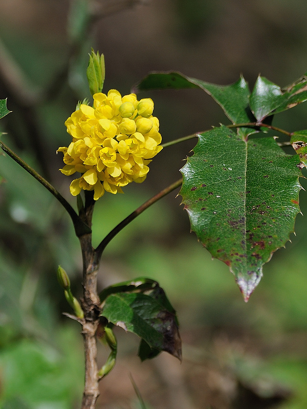 mahónia cezmínolistá Mahonia aquifolium (Pursh) Nutt.