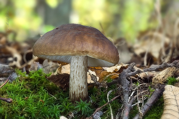 štítovka jelenia Pluteus cervinus (Schaeff.) P. Kumm.