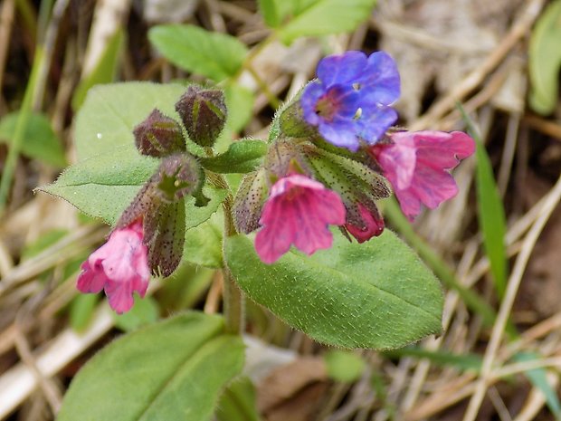 pľúcnik Pulmonaria sp.