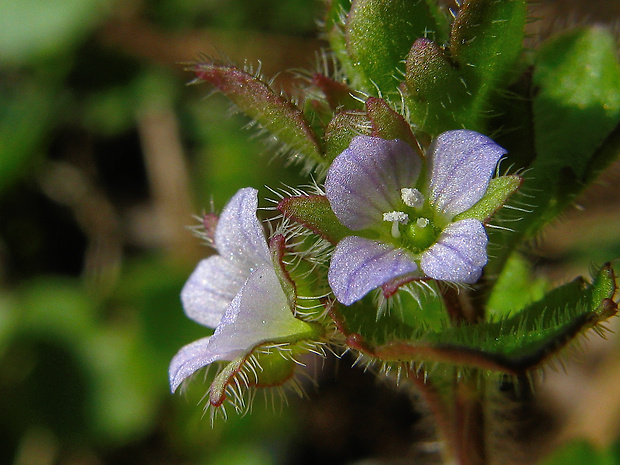 veronika laločnatá Veronica sublobata M. A. Fisch.