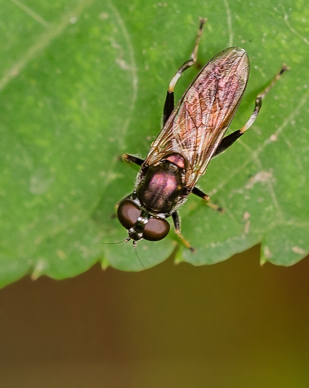 pestrica Xylota segnis