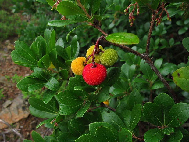 jahodovec obyčajný Arbutus unedo