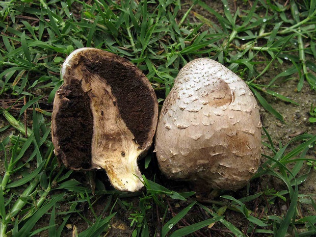 strieška bedľovitá Chlorophyllum agaricoides (Czern.) Vellinga