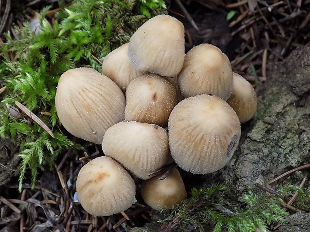 hnojník Coprinus sp.