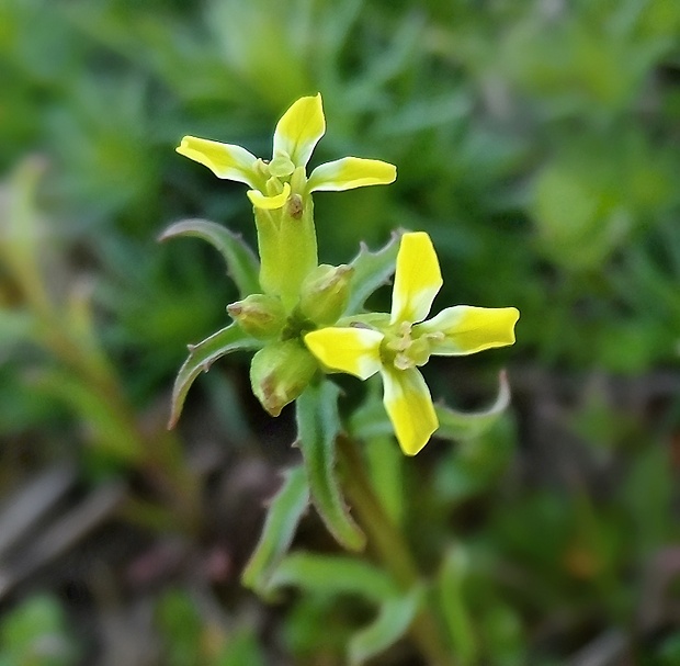 horčičník rozložitý Erysimum repandum L.