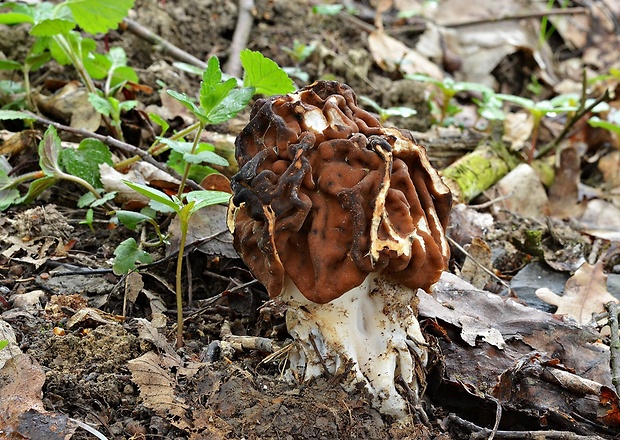 ušiak obrovský Gyromitra gigas (Krombh.) Cooke