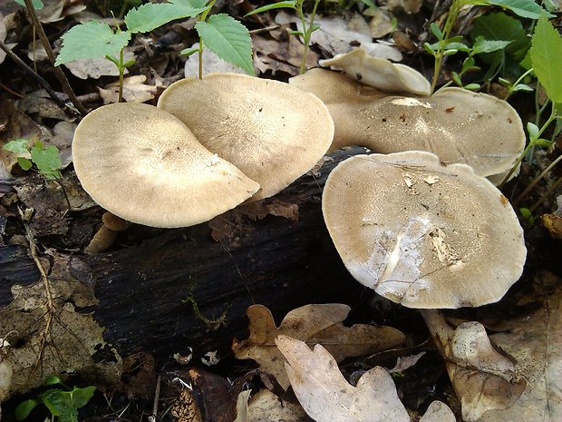 trúdnik plástovitý Lentinus arcularius (Batsch) Zmitr.