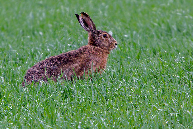 zajac poľný  Lepus europaeus