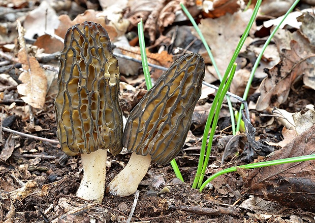 smrčok vysoký Morchella elata Fr.