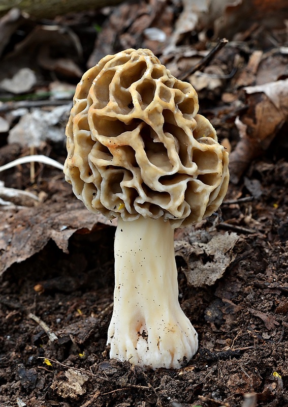 smrčok jedlý Morchella esculenta (L.) Pers.