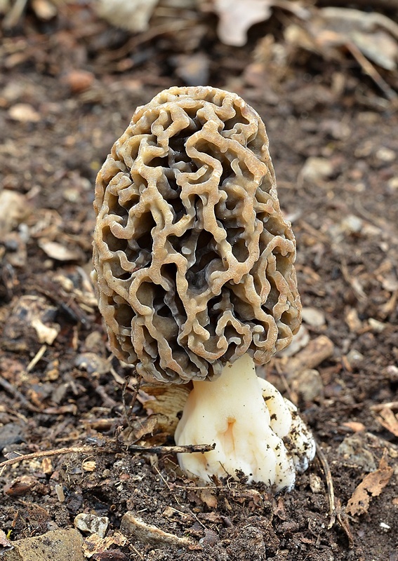 smrčok jedlý Morchella esculenta (L.) Pers.