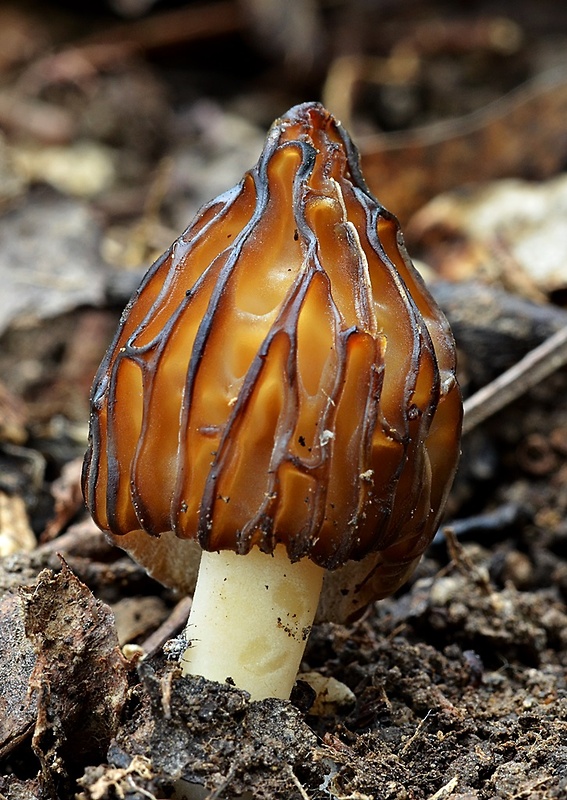 smrčok hybridný Morchella semilibera DC.