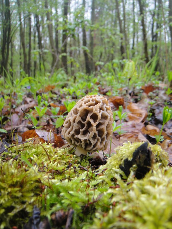 smrčok Morchella sp.