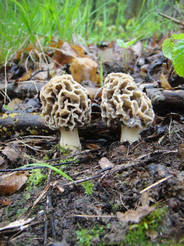 smrčok Morchella sp.