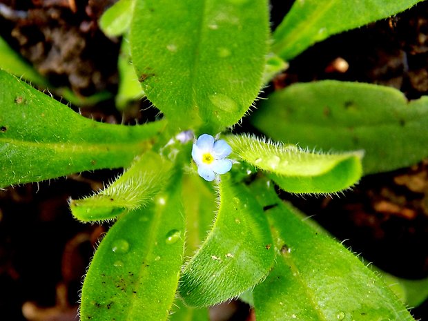 nezábudka riedkokvetá Myosotis sparsiflora Mikan ex Pohl