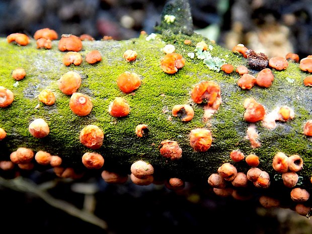 hlivka červená Nectria cinnabarina (Tode) Fr.