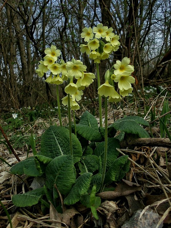 prvosienka vyššia Primula elatior (L.) L.