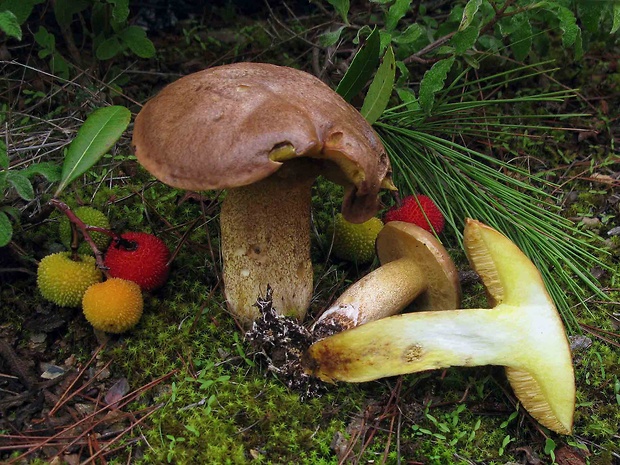 masliak kopcový Suillus collinitus (Fr.) Kuntze