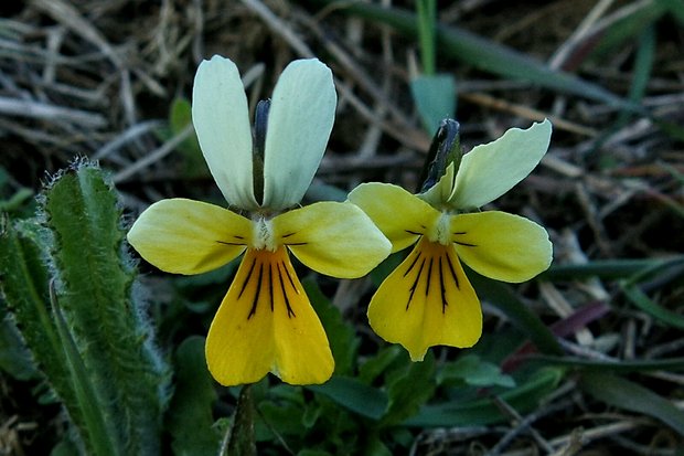 fialka Viola sp.