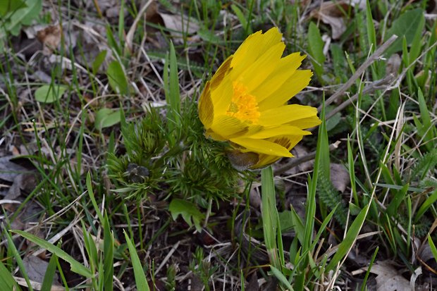 hlaváčik jarný Adonis vernalis L.