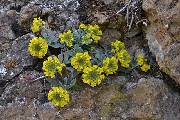 tarica kopcová pravá Alyssum montanum subsp. montanum L.