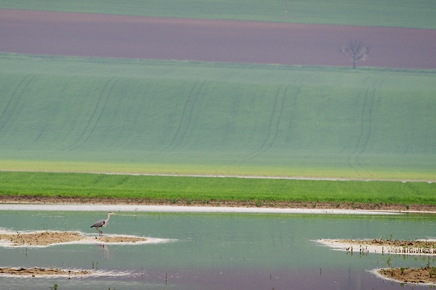 volavka popolavá Ardea cinerea