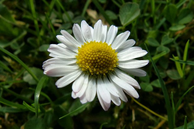 sedmokráska obyčajná Bellis perennis L.