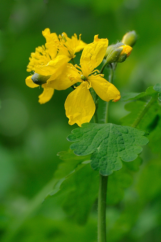 lastovičník väčší Chelidonium majus L.