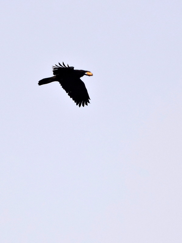 krkavec čierny  Corvus corax