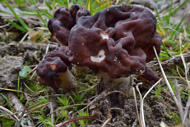 ušiak obyčajný Gyromitra esculenta (Pers.) Fr.