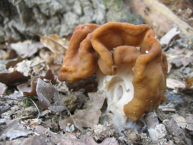 ušiak obrovský Gyromitra gigas (Krombh.) Cooke