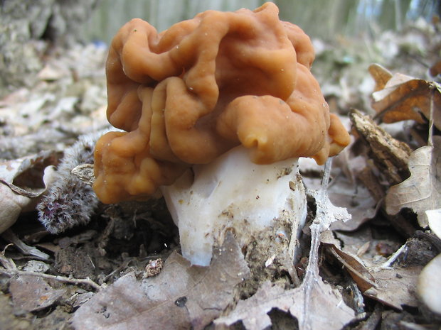 ušiak obrovský Gyromitra gigas (Krombh.) Cooke