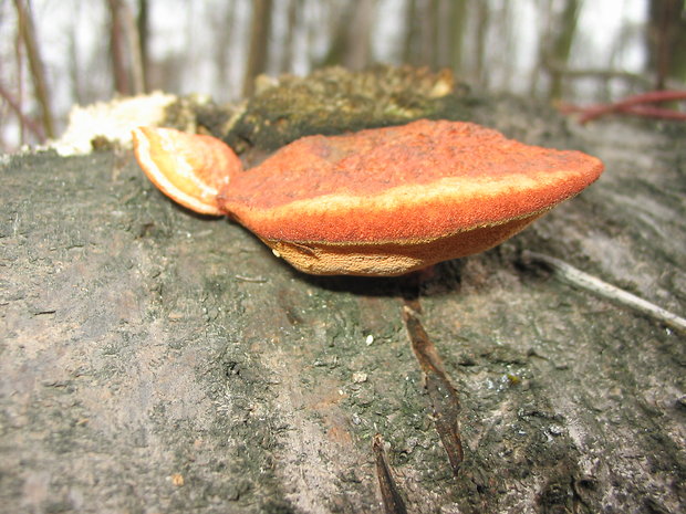 ryšavec srstnatý Inonotus hispidus (Bull.) P. Karst.