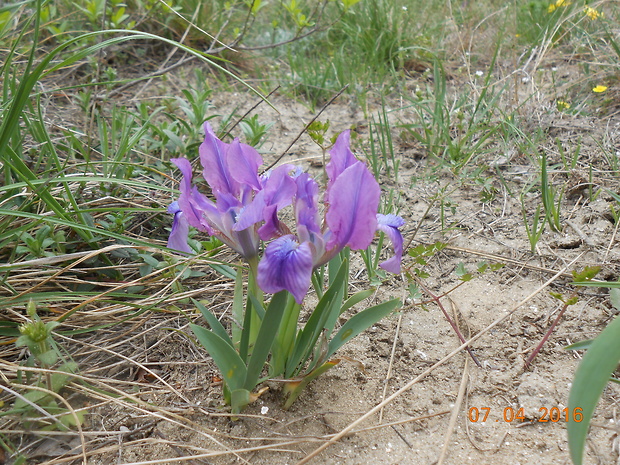 kosatec nízky Iris pumila L.